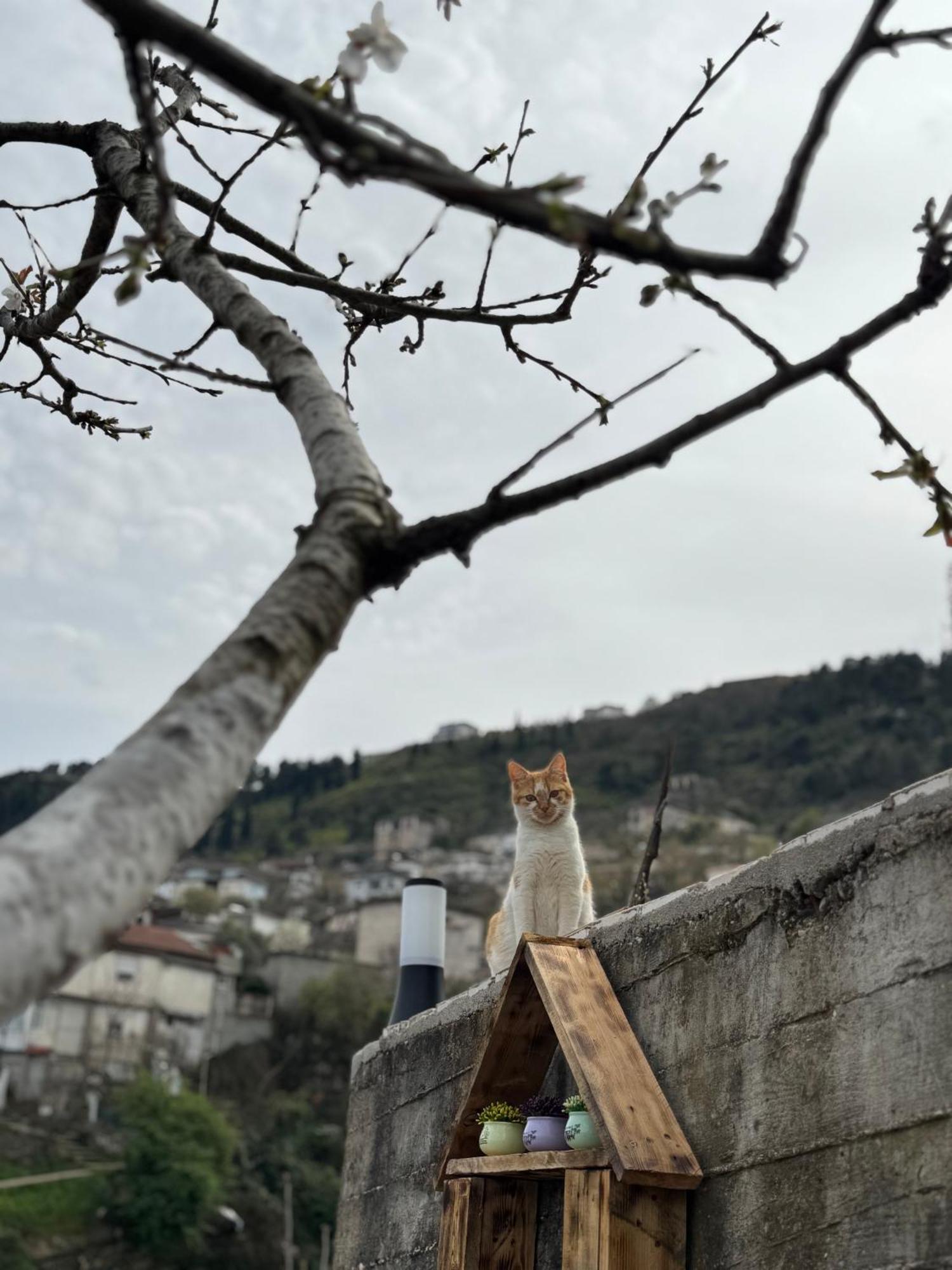 Ilvi Guesthouse Gjirokastër Eksteriør bilde